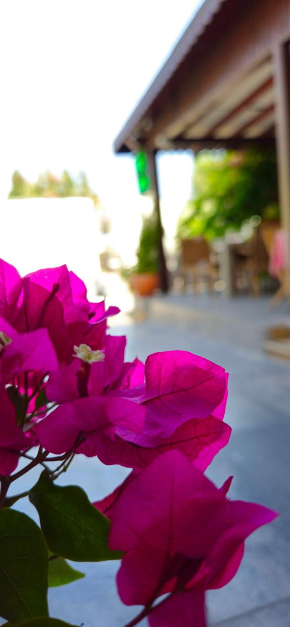 Merkez Kumsal Pansiyon Bodrum Exterior photo